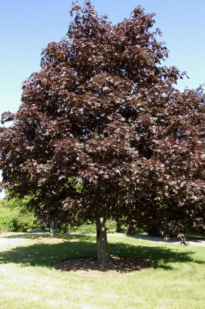 Royal Red Maple | Acer platanoides 'Royal Red' | Photo courtesy of Bailey Nurseries