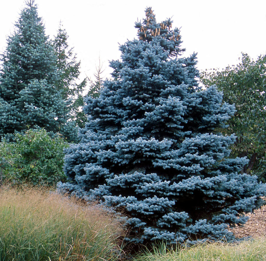 Baby Blue® Colorado Spruce - Wyoming Plant Company