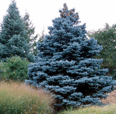 Baby Blue® Spruce | Photo courtesy of Bailey Nurseries