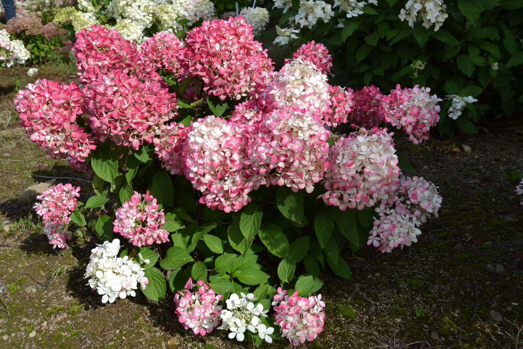 First Editions® Diamond Rouge® Hydrangea Wyoming Plant Company