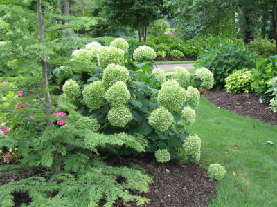 Incrediball® Hydrangea, Hydrangea arborescens 'Abetwo' | Photo courtesy of Bailey Nurseries