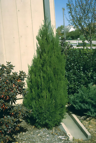 Juniperus chinensis 'Spartan' | Photo courtesy of Bron and Sons Nursery