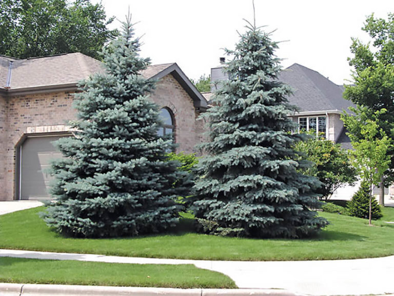 Baby Blue® Colorado Spruce Wyoming Plant Company