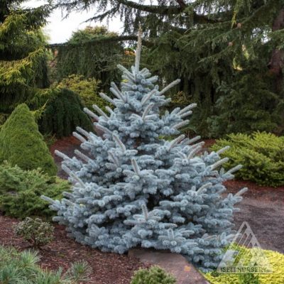 'Avatar' Blue Spruce | Photo courtesy of Iseli Nursery