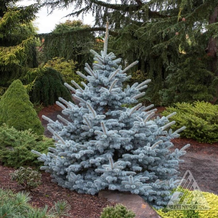 ‘Avatar’ Blue Spruce - Wyoming Plant Company