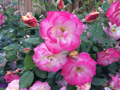 Campfire™ Rose | Photo courtesy of Bron and Sons Nursery