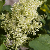 First Editions® Snowdance™ Japanese Tree Lilac