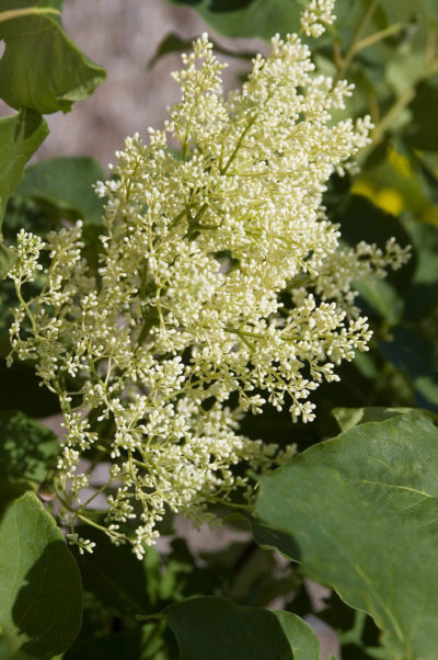 First Editions® Snowdance™ Japanese Tree Lilac | Photo courtesy of Bailey Nurseries