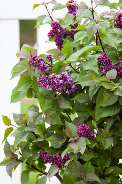 First Editions® Virtual Violet® Lilac | Syringa 'Bailbridget' | Photo courtesy of Bailey Nurseries