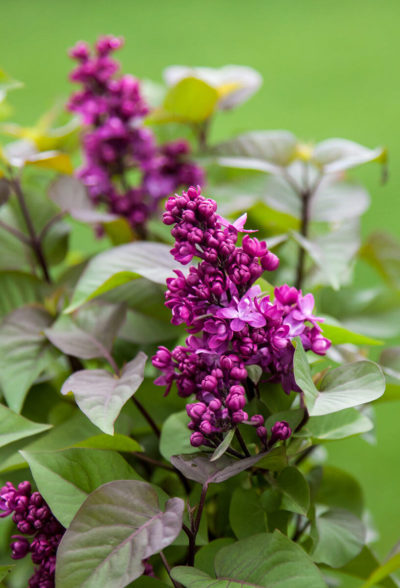First Editions® Virtual Violet® Lilac | Syringa 'Bailbridget' | Photo courtesy of Bailey Nurseries