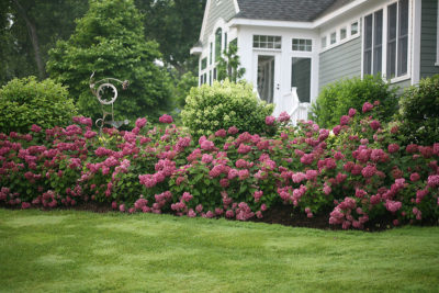 Invincibelle Mini Mauvette® Hydrangea | Hydrangea arborescens 'NCHA7' | Photo courtesy of Bailey Nurseries