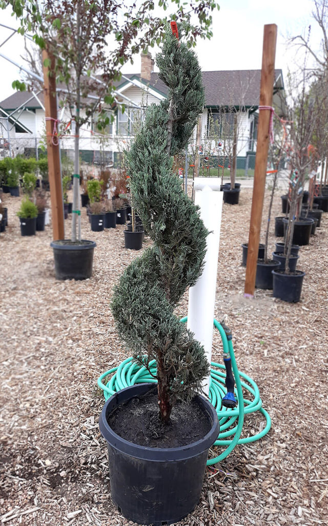 'Wichita Blue' Juniper (spiral form) Wyoming Plant Company