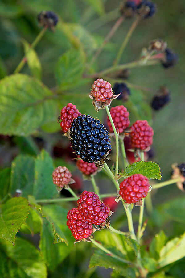 Bushel and Berry® Baby Cakes® Blackberry Wyoming Plant