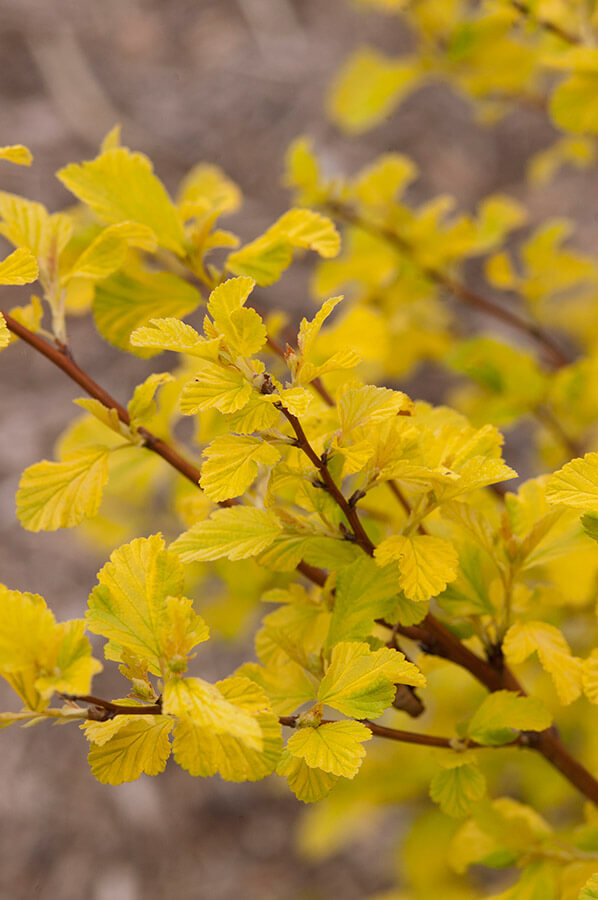 Dart's Gold Ninebark Wyoming Plant Company