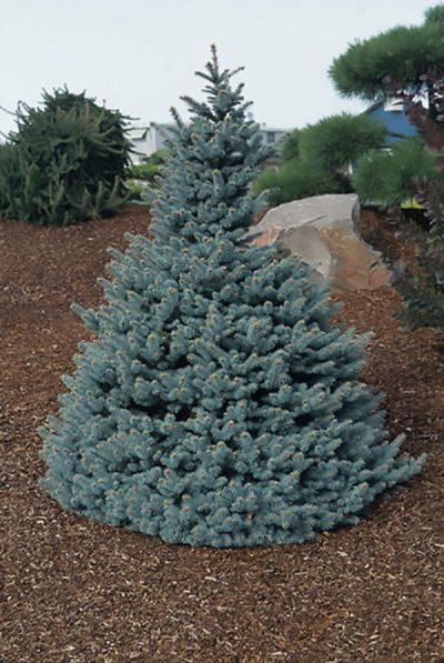 Baby Blue Eyes Spruce | Photo courtesy of Bron and Sons Nursery