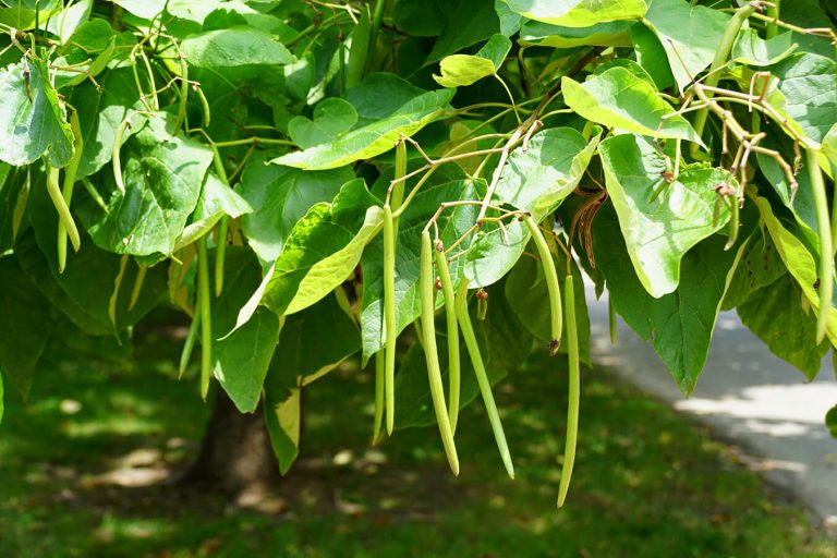 Northern Catalpa | Wyoming Plant Company