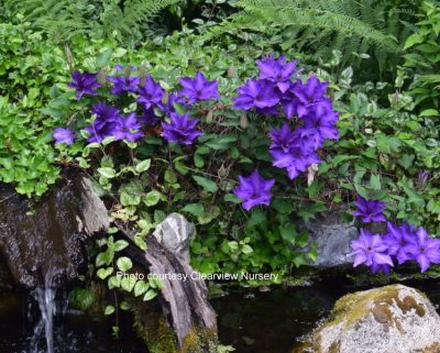 Clematis 'The President' | photo courtesy of Clearview Nursery via Bron and Sons Nursery