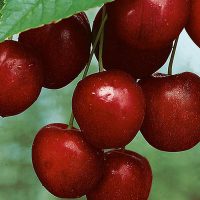 Mesabi Cherry