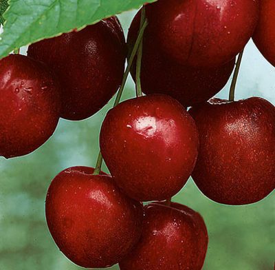 Mesabi Cherry | Photo courtesy of Bailey Nurseries
