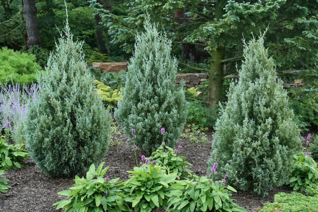 'Wichita Blue' Juniper Wyoming Plant Company