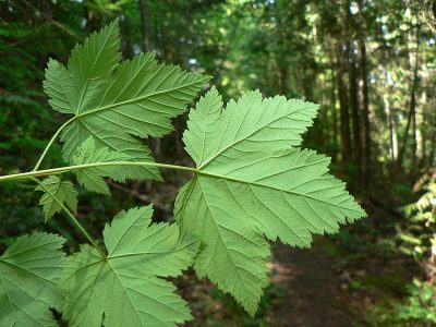 Rocky Mountain Maple, Acer glabrum | Photo by Walter Siegmund, CC BY-SA 3.0, via Wikimedia Commons