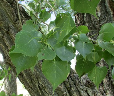 'Robusta' Cottonwood, Populus deltoides | Photo by Chris Light, CC BY-SA 4.0 , via Wikimedia Commons