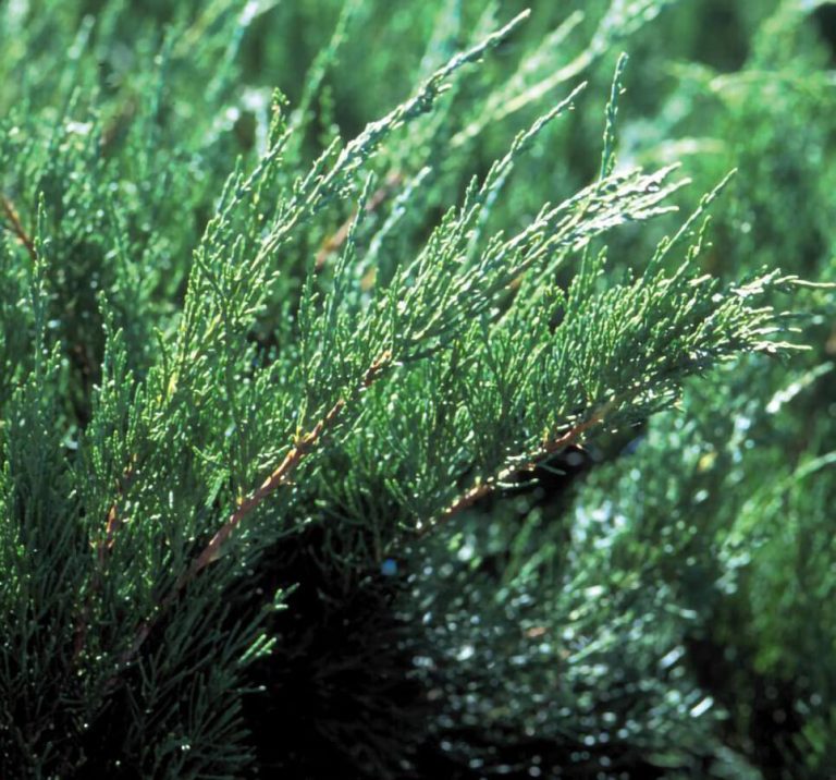 'Sea Green' Juniper Wyoming Plant Company