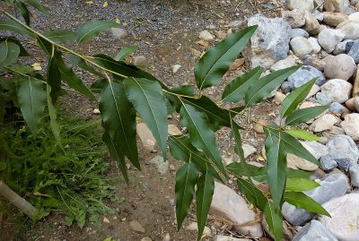 Narrowleaf Cottonwood, Populus angustifolia | Photo by HoHey22, CC BY-SA 4.0 , via Wikimedia Commons