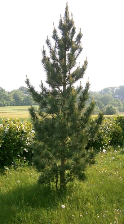 Swiss stone pine | Pinus cembra | Photo by Meneerke bloem, CC BY-SA 3.0 , via Wikimedia Commons
