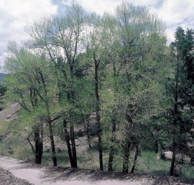 Narrowleaf Cottonwood, Populus angustifolia | Photo by Dave Powell, USDA Forest Service, CC BY 3.0 US , via Wikimedia Commons