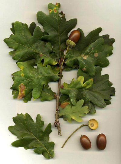 English Oak | Photo by FoeNyx, CC BY-SA 3.0 , via Wikimedia Commons