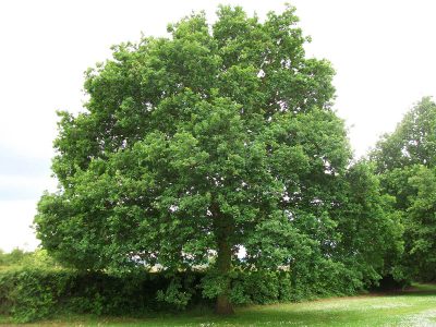 English Oak | Photo by AnemoneProjectors, CC BY-SA 2.0 , via Wikimedia Commons