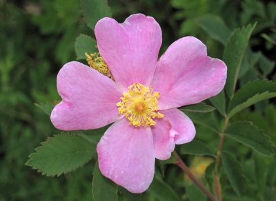 Woods' Rose, Rosa woodsii | Photo by James St. John, CC BY 2.0 , via Wikimedia Commons