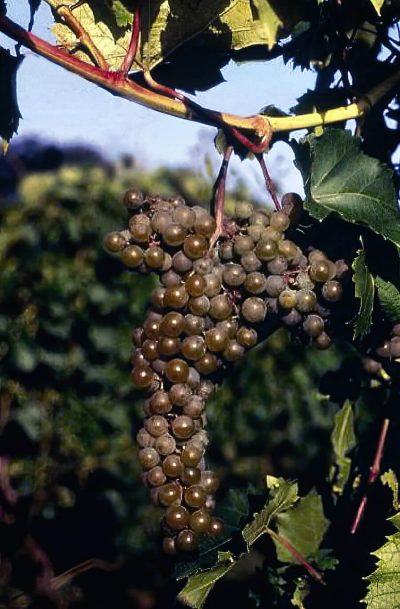 LaCrescent™ Grape | Photo courtesy of Bailey Nurseries