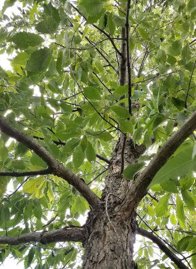 Chinkapin Oak | Photo courtesy of Bailey Nurseries