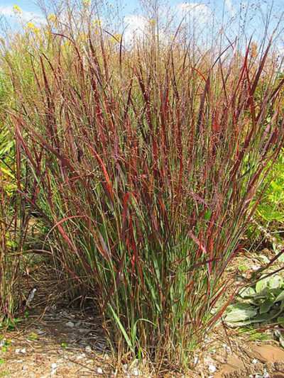 'Blood Brothers' Switch Grass | Photo courtesy of Bron and Sons Nursery