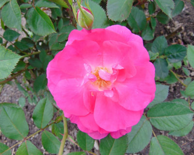 Rosa Morden Centennial | Photo by Nadiatalent, CC BY-SA 3.0, via Wikimedia Commons