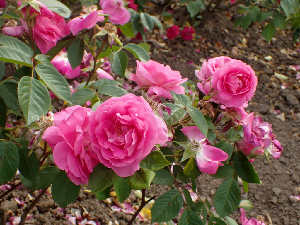 &lsquo;Morden Centennial&rsquo; Rose - Wyoming Plant Company