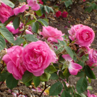 ‘Morden Centennial’ Rose