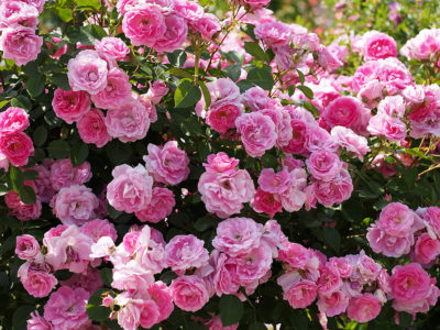 Rosa Morden Centennial | Photo by T.Kiya from Japan, CC BY-SA 2.0, via Wikimedia Commons