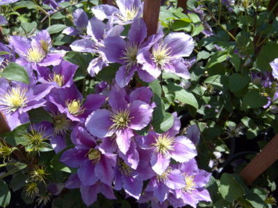 Little Duckling Clematis | Photo courtesy of Bron and Sons Nursery
