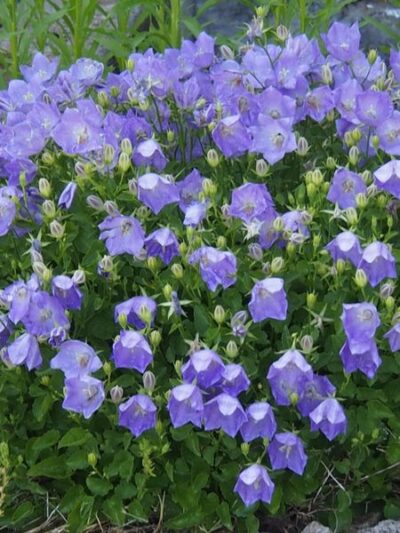 Rapido Blue Bellflower | Photo courtesy of Bron and Sons Nursery