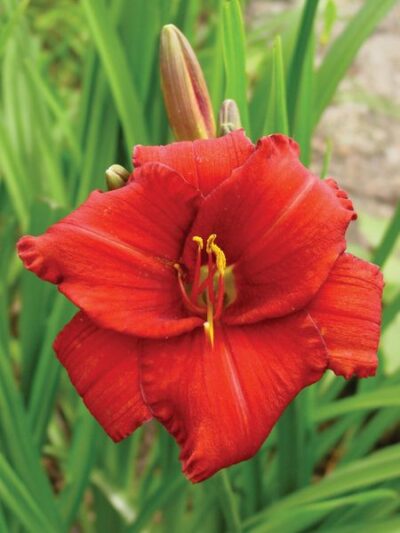 Chicago Apache Daylily | Photo courtesy of Bron and Sons Nursery