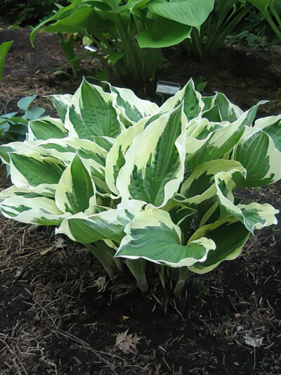 Hosta fortunei 'Patriot' | Photo courtesy of Bron and Sons Nursery