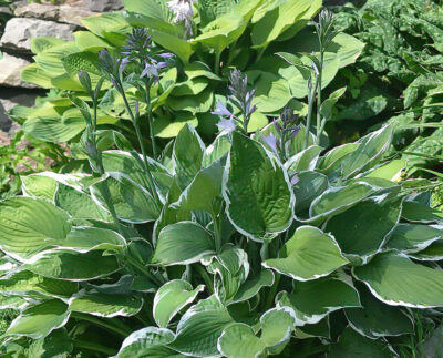 Hosta fortunei 'Francee' | Photo courtesy of Bron and Sons Nursery