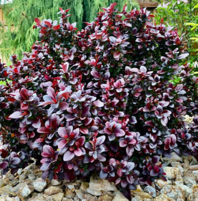 Concorde Barberry | photo courtesy of Bron and Sons Nursery