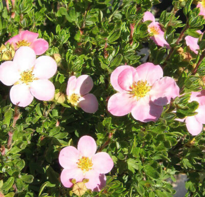 Pink Beauty Potentilla | photo courtesy of Bron and Sons Nursery