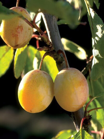 Brookgold Plum | photo courtesy of Bron and Sons Nursery