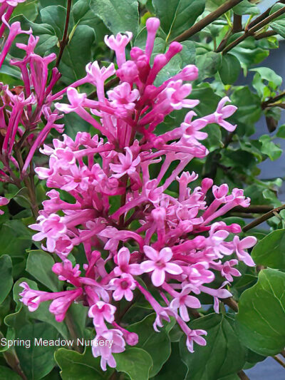 Bloomerang® Dwarf Pink Lilac | photo courtesy of Bron and Sons Nursery