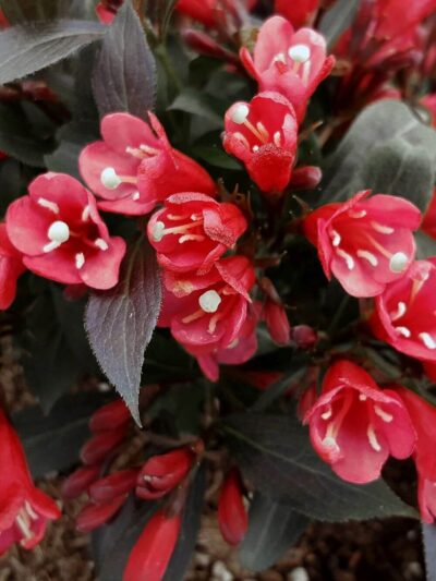 Date Night™ Electric Love™ Weigela | photo courtesy of Bron and Sons Nursery